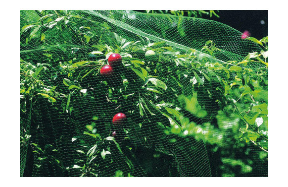 MALLA ANTI-PAJARO 8 X 10 M VERDE