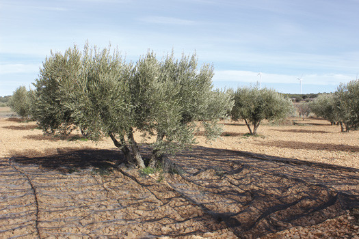 MALLA PARA RECOLECTAR ACEITUNAS NEGRA 4X8 M