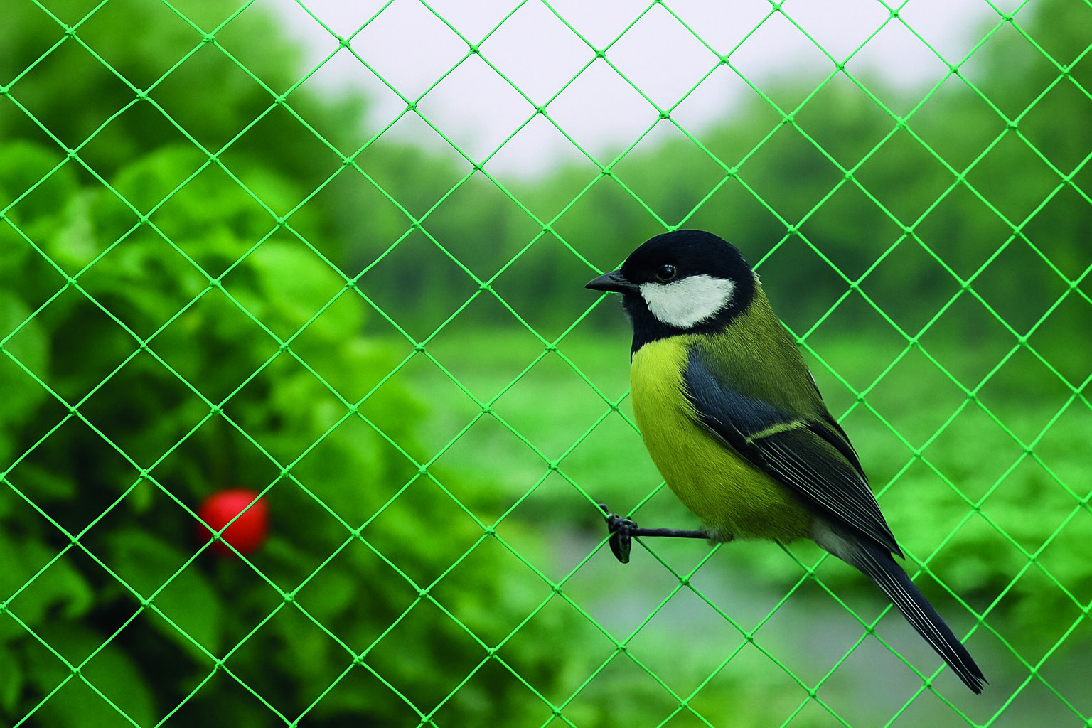 MALLA ANTI-PAJARO 04X12M VERDE