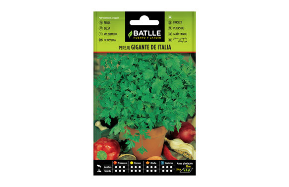 SEMILLAS PEREJIL GIGANTE AROMATICA 