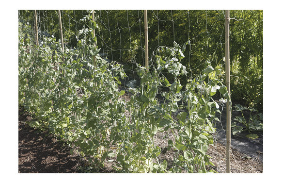 MALLA ENTUTORAR TRELLINET BIO 1,85 X 5 M VERDE