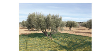 Plantas y cuidado de las plantas - MALLA PARA RECOLECTAR ACEITUNAS DARK GREEN 80GR 08X12M