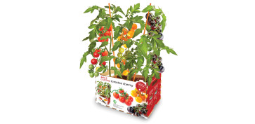 Plantas y cuidado de las plantas - HUERTO URBANO TOMATE CHERRY SUBSTRATO+SEMILLA BATLLE 