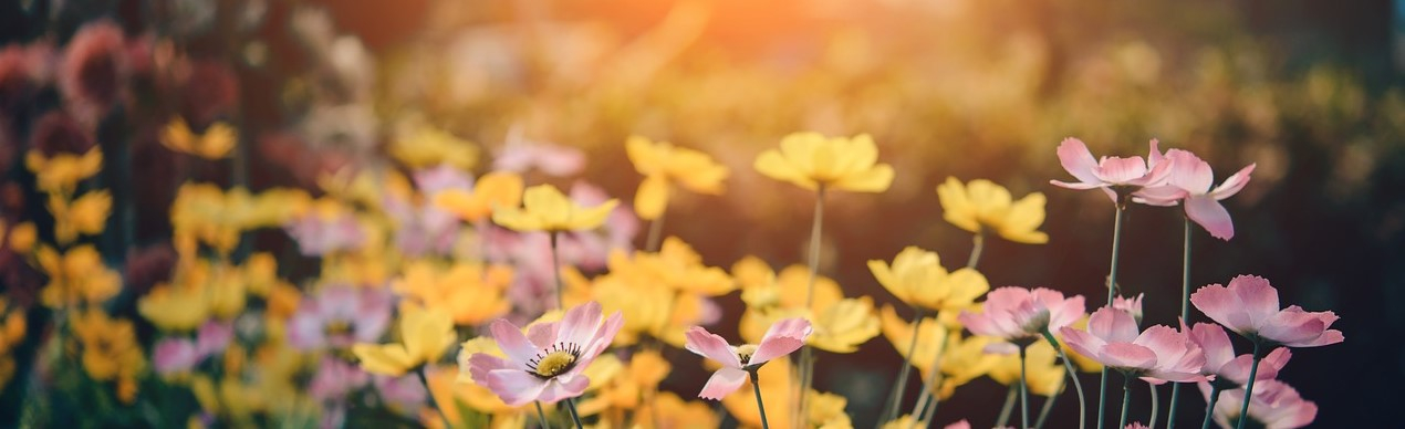 cuida tu jardin y disfruta del el